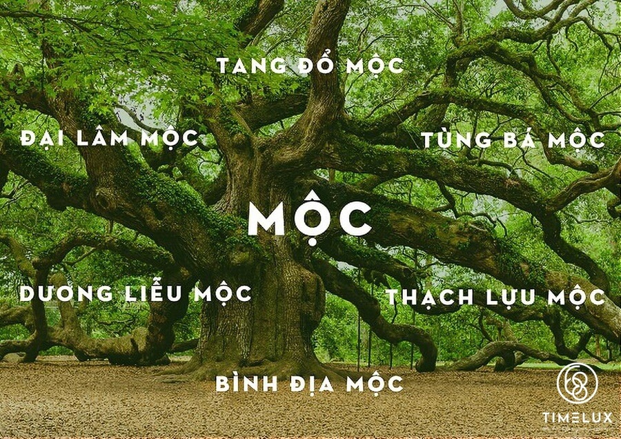 Mệnh Mộc hợp màu gì